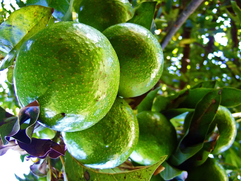 Avocat boule