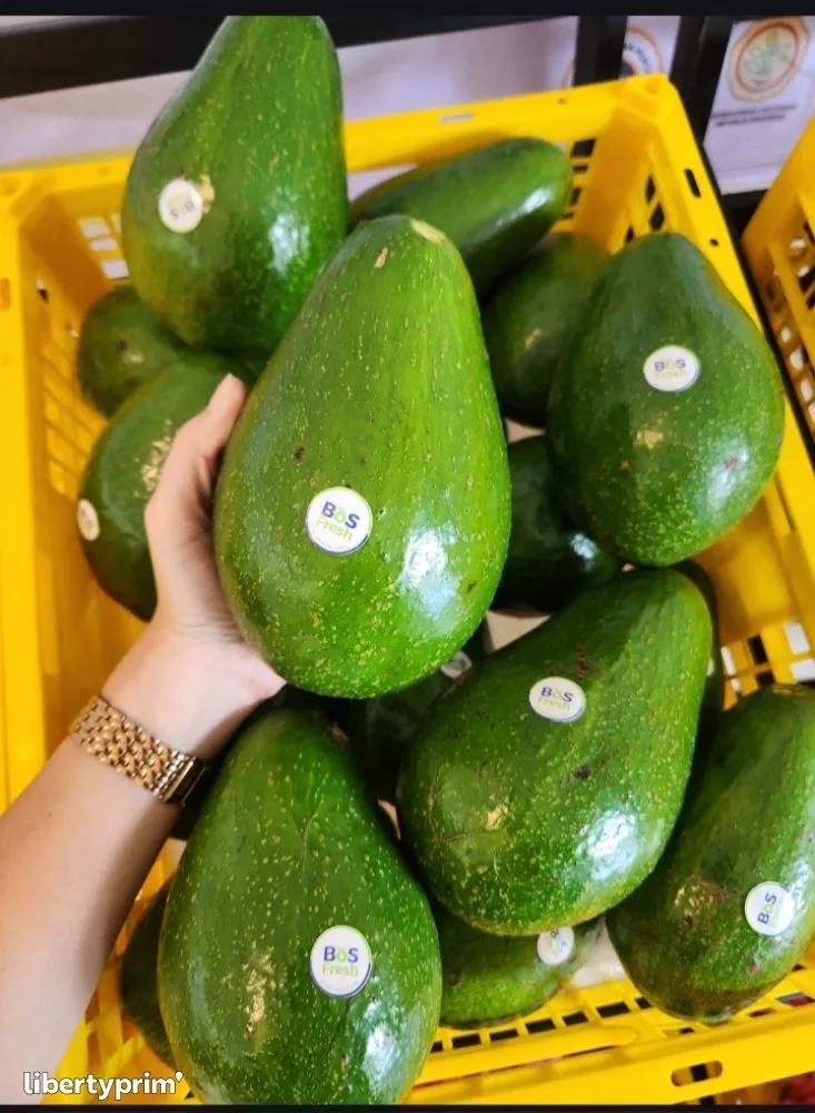 Avocat Tropical